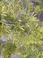 Halocarpus bidwillii