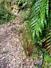 Juncus distegus