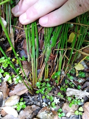 Juncus distegus