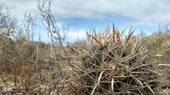 Ferocactus fordii borealis