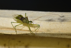 Ploeogaster