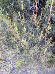 Dracophyllum recurvum