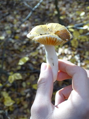 Russula risigallina