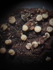 Myxomycetes