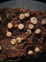 Myxomycetes