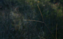 Andropogon schirensis
