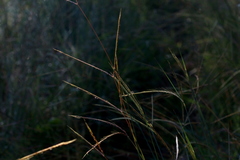 Andropogon schirensis