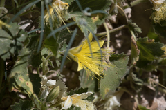 Eucnide bartonioides