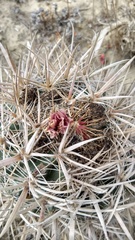 Ferocactus fordii borealis