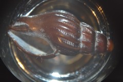 Propebela rufa