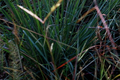 Andropogon schirensis