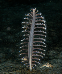 Pennatula phosphorea