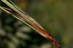 Andropogon schirensis