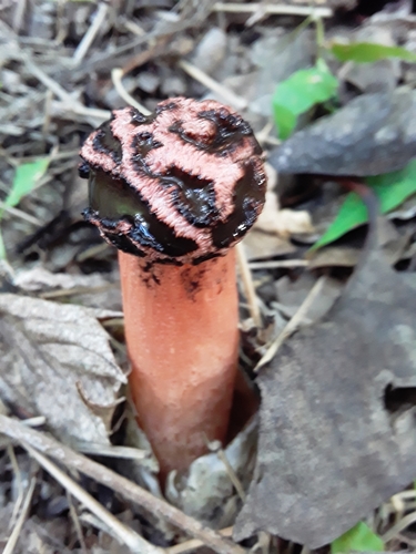 Lysurus sphaerocephalus