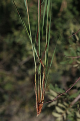 Andropogon schirensis