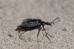 Lytta cribrata