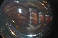 Propebela rufa