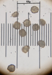 Encalypta microstoma