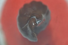 Propebela rufa