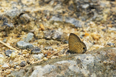 Prosotas nora superdates