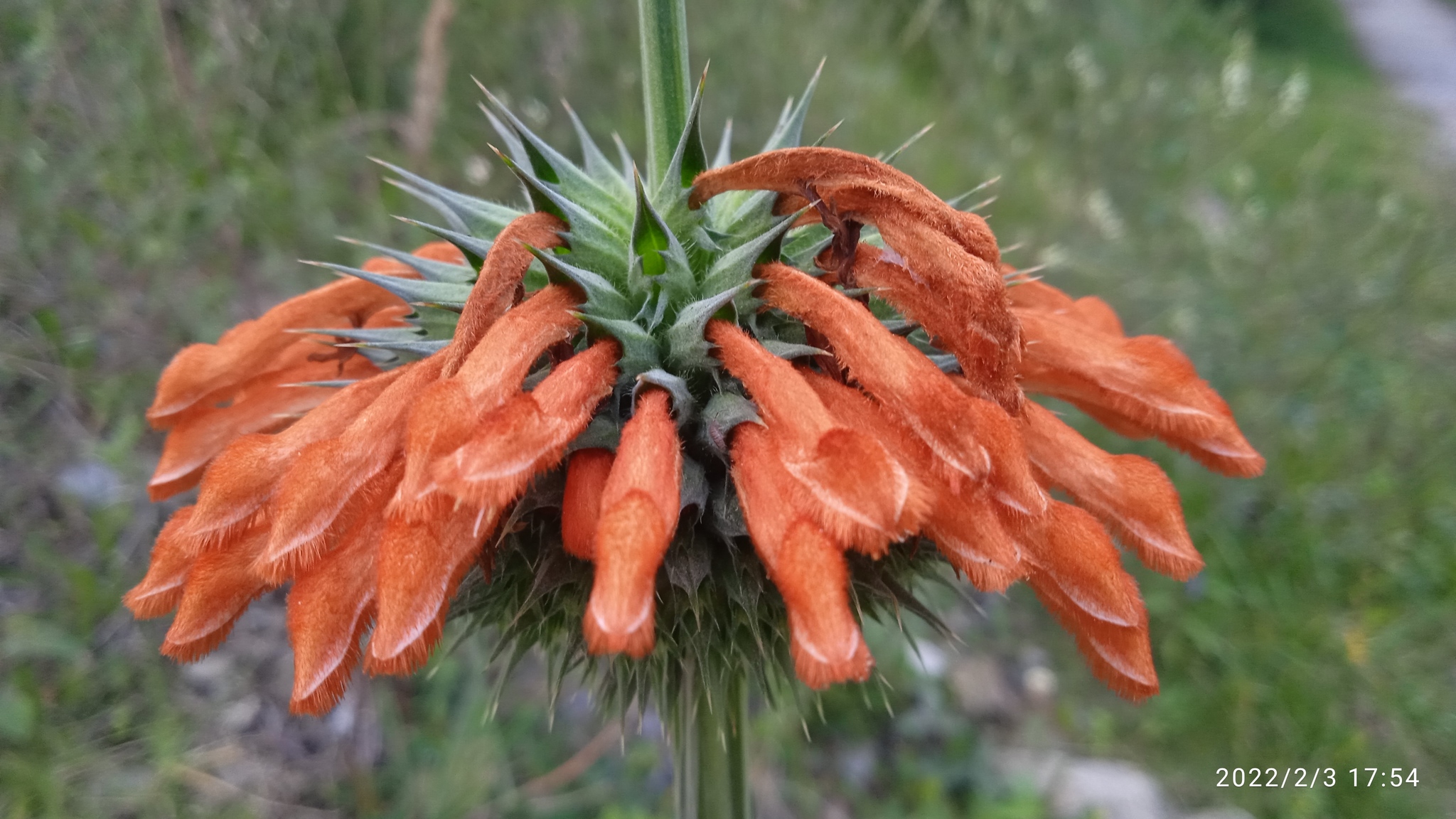 Leonotis image