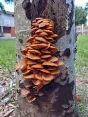 Gymnopilus lepidotus