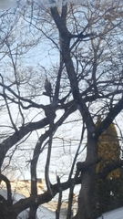 Accipitridae