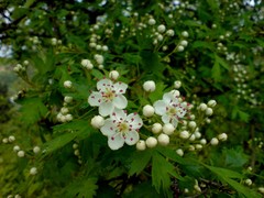 Crataegus poplavskae
