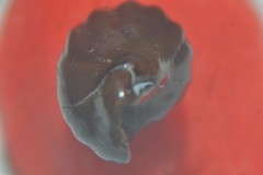 Propebela rufa
