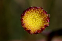 Sonchus wilmsii