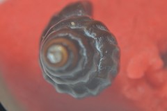 Propebela rufa