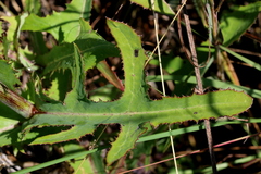 Sonchus wilmsii
