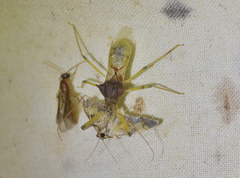 Ploeogaster