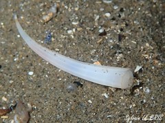 Antalis inaequicostata