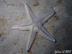 Astropecten platyacanthus