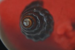 Propebela rufa