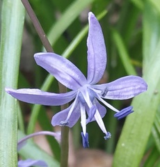 Scilla cilicica