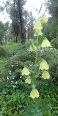 Fritillaria persica
