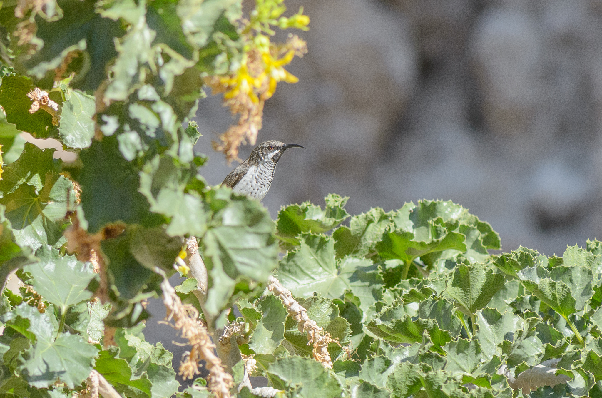 Socotra Sunbird (Chalcomitra balfouri), photo 7