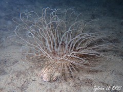 Pachycerianthus solitarius