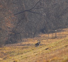 Odocoileus virginianus texanus