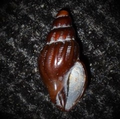 Propebela rufa