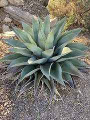 Agave ovatifolia