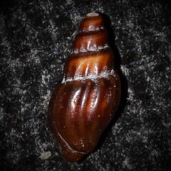 Propebela rufa