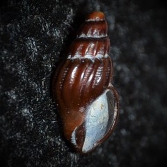 Propebela rufa