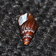 Propebela rufa