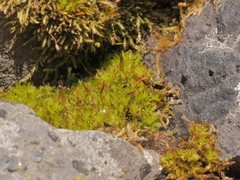 Encalypta microstoma