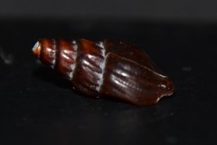 Propebela rufa