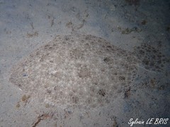 Scophthalmus rhombus