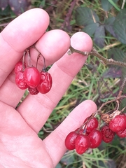 Solanum dulcamara